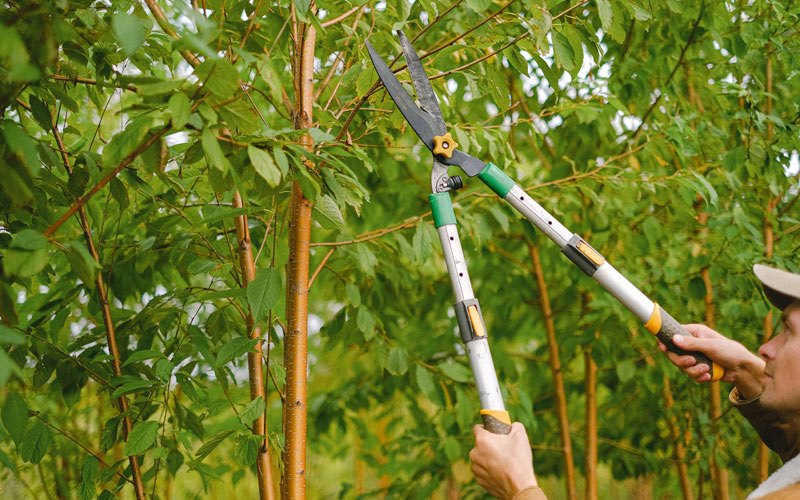 Tree trimming in Indian Mound, TN
